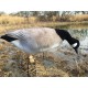 Canada gans Winddrifter 6 stuks