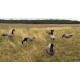 Canada gans Winddrifter 6 stuks