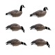 Final Approach HD Last Pass Canadese gans